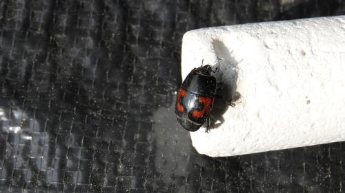 Hister quadrimaculatus